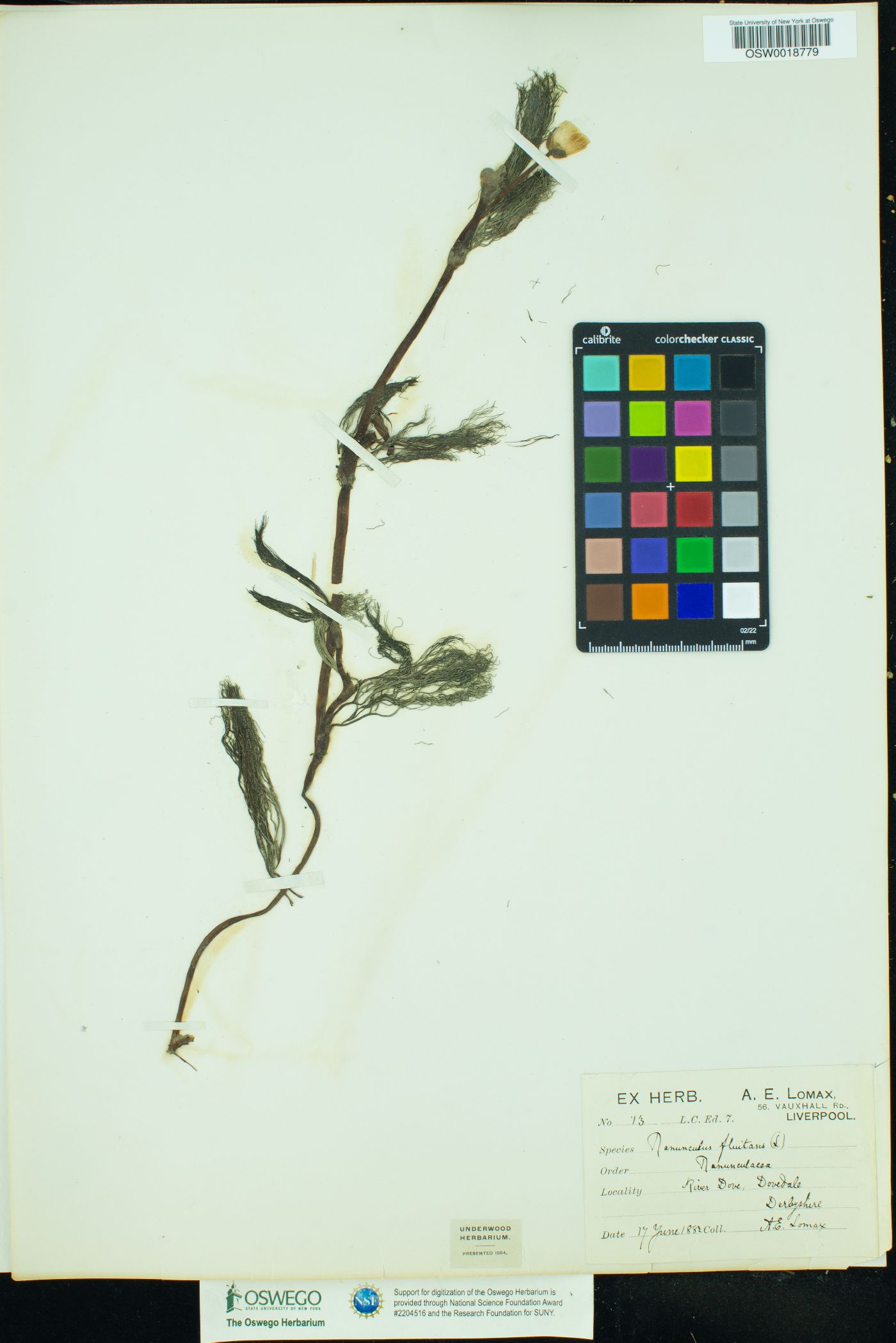 Ranunculus fluitans image
