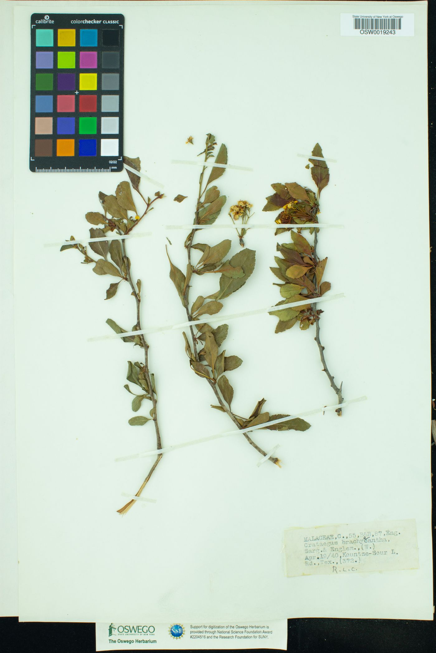 Crataegus brachyacantha image