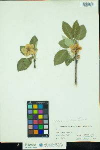 Malus pumila image