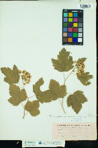 Image of Physocarpus capitatus