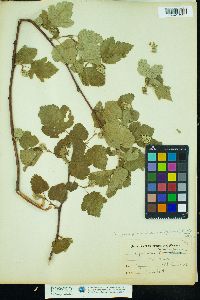 Image of Physocarpus malvaceus