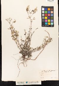 Potentilla argentea image