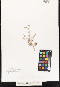 Potentilla argentea image