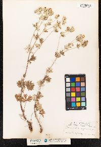 Potentilla argentea image