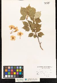 Prunus yedoensis image