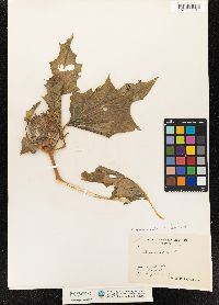 Datura stramonium image