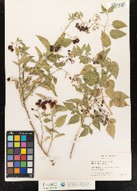 Solanum dulcamara image