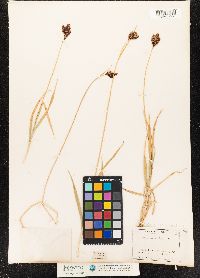 Image of Carex albonigra