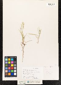 Carex aurea image