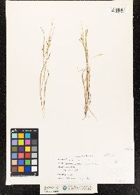 Carex aurea image