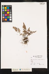 Cheilanthes alabamensis image