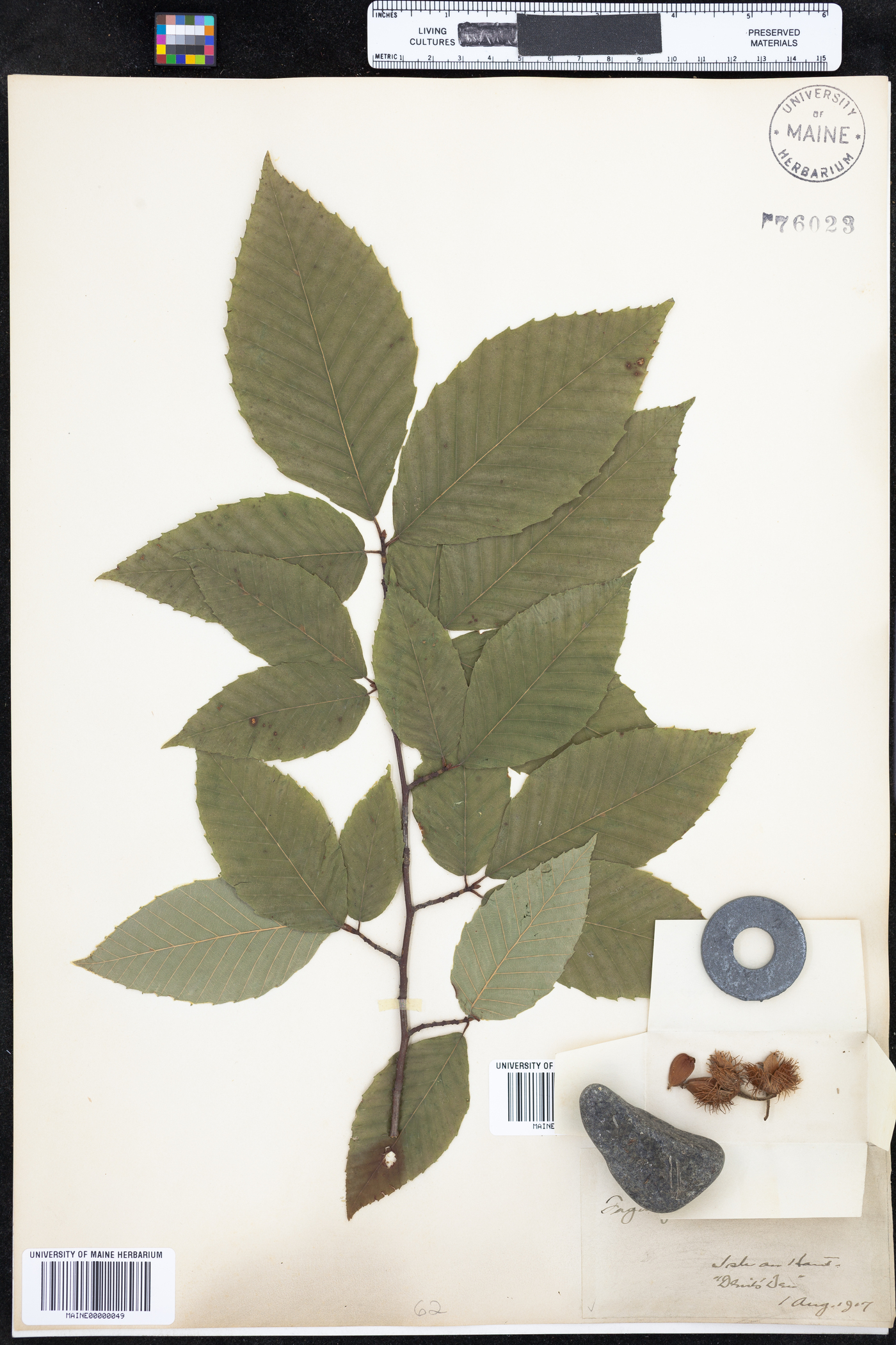 Fagus grandifolia image