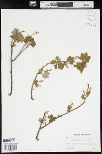 Ribes glandulosum image