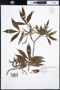 Carya ovata image