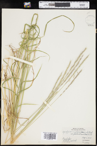 Elymus trachycaulus image