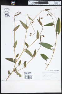 Polygonum sagittatum image