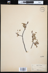 Ulmus americana image