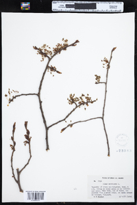 Ulmus americana image