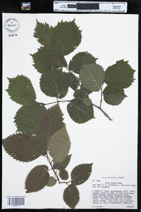 Ulmus glabra image