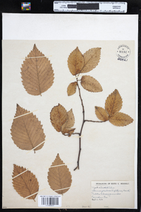 Ulmus glabra image