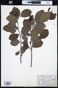 Alnus incana image