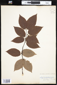 Betula alleghaniensis image