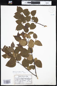 Betula papyrifera var. cordifolia image