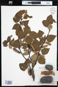 Betula papyrifera var. cordifolia image