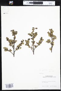 Betula glandulosa image