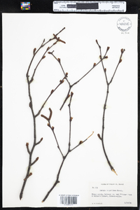 Betula papyrifera image