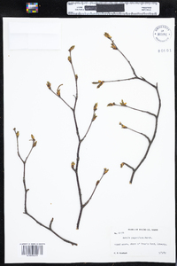 Betula papyrifera image