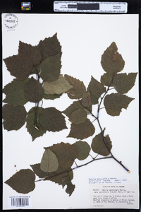 Betula papyrifera image