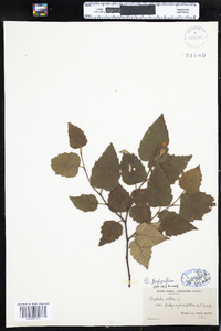 Betula papyrifera image