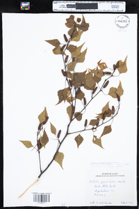 Betula populifolia image