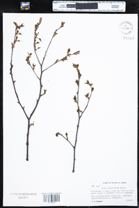 Betula populifolia image