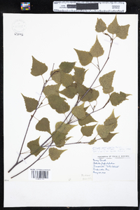 Betula populifolia image