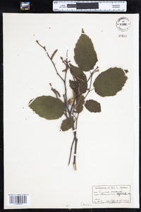 Corylus cornuta image