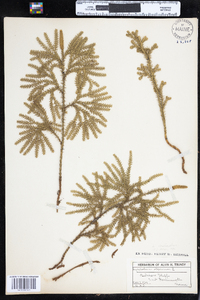 Dendrolycopodium dendroideum image