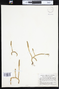 Lycopodiella inundata image