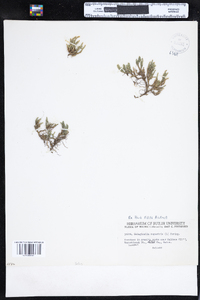 Selaginella rupestris image