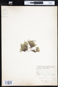 Selaginella rupestris image