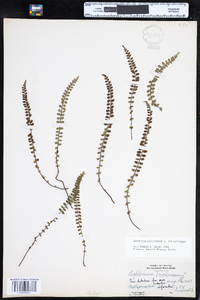 Asplenium trichomanes subsp. trichomanes image