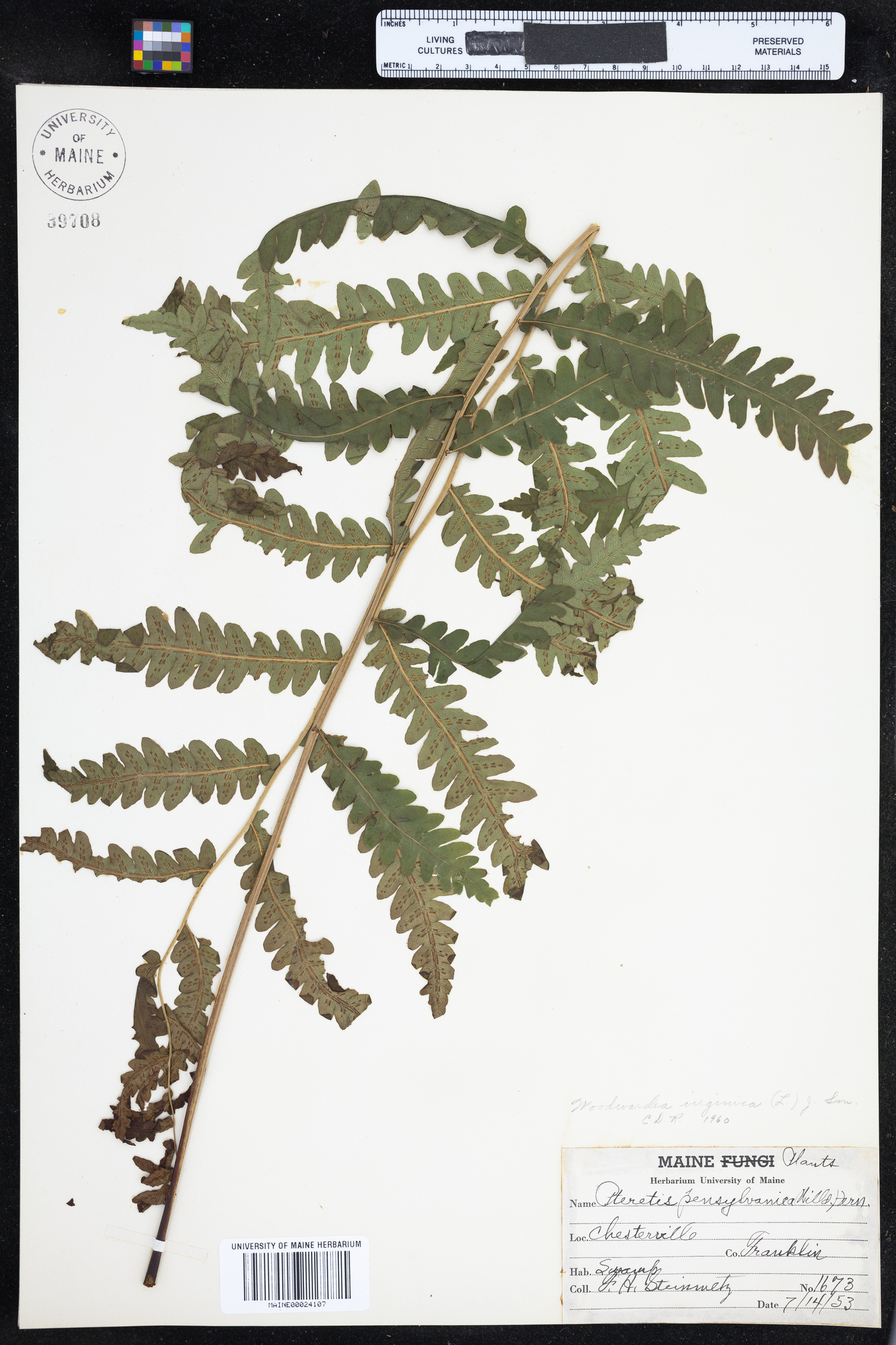 Blechnaceae image