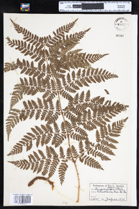 Dryopteris campyloptera image