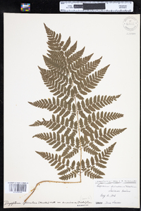 Dryopteris campyloptera image