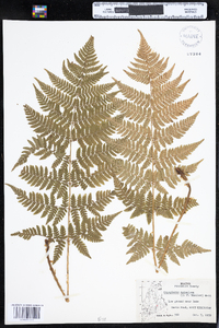 Dryopteris carthusiana image