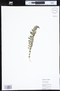 Dryopteris fragrans image