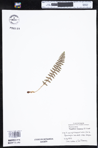 Dryopteris fragrans image