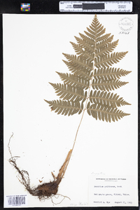 Dryopteris goldiana image