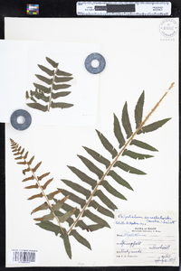 Polystichum acrostichoides image